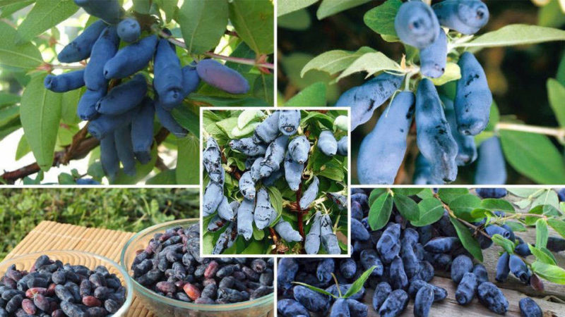 Comment faire pousser correctement le chèvrefeuille à partir de baies: instructions étape par étape