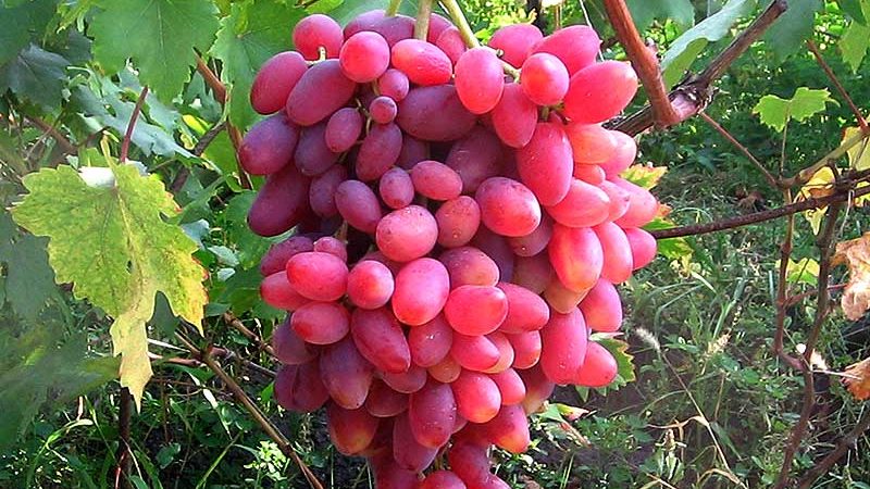 Cépages non couvrants pour la région de Leningrad