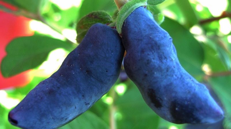 Chèvrefeuille Bakchar - caractéristiques, description, rendement