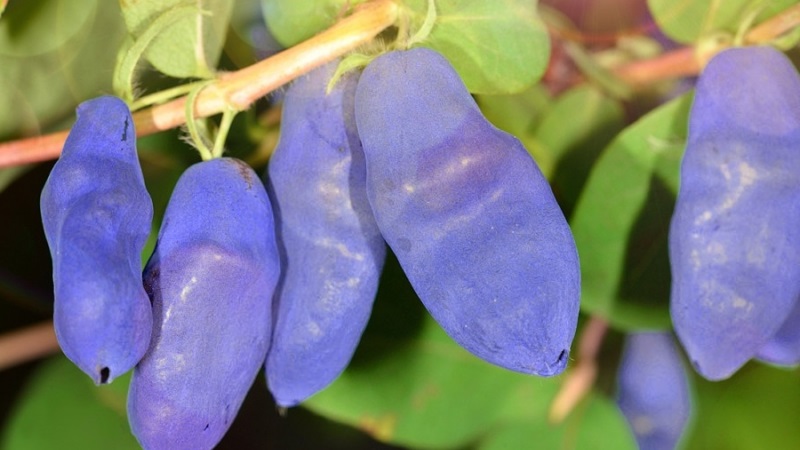 Chèvrefeuille Bakchar - caractéristiques, description, rendement