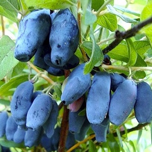 Chèvrefeuille Bakchar - caractéristiques, description, rendement