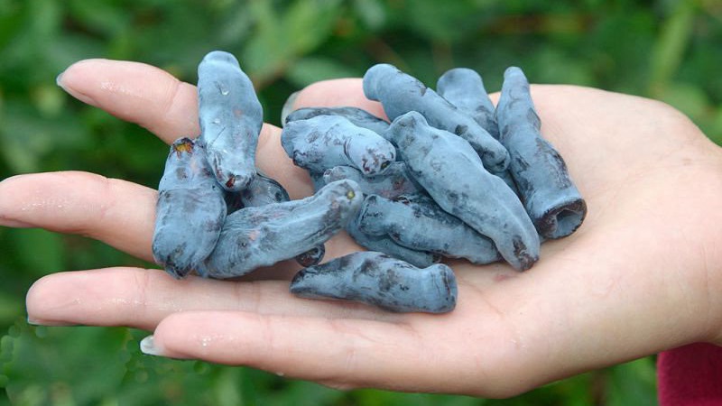 Chèvrefeuille Bakchar - caractéristiques, description, rendement