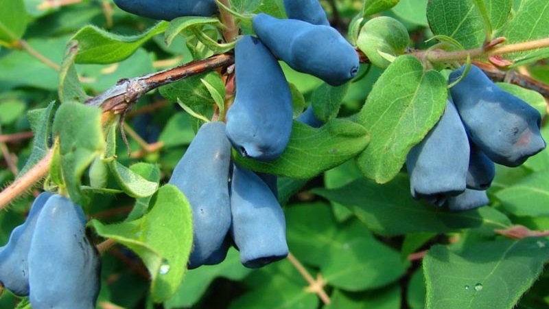 Chèvrefeuille Bakchar - caractéristiques, description, rendement