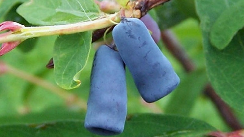 Chèvrefeuille Bakchar - caractéristiques, description, rendement