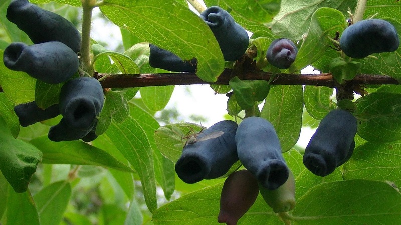 Chèvrefeuille Bakchar - caractéristiques, description, rendement