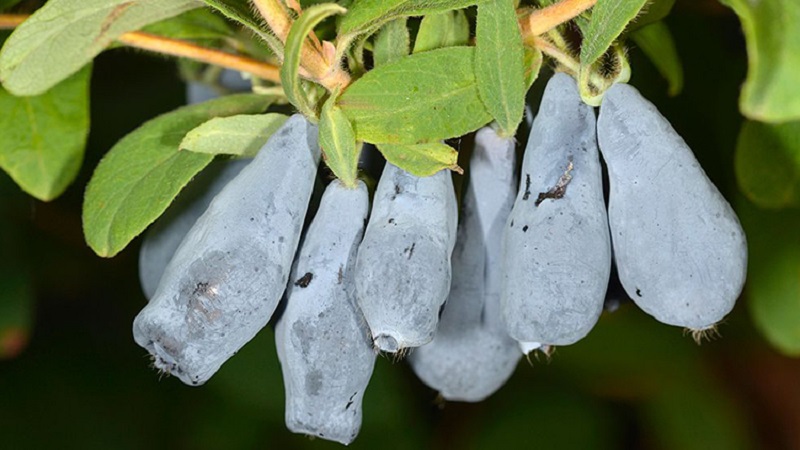 Chèvrefeuille Bakchar - caractéristiques, description, rendement