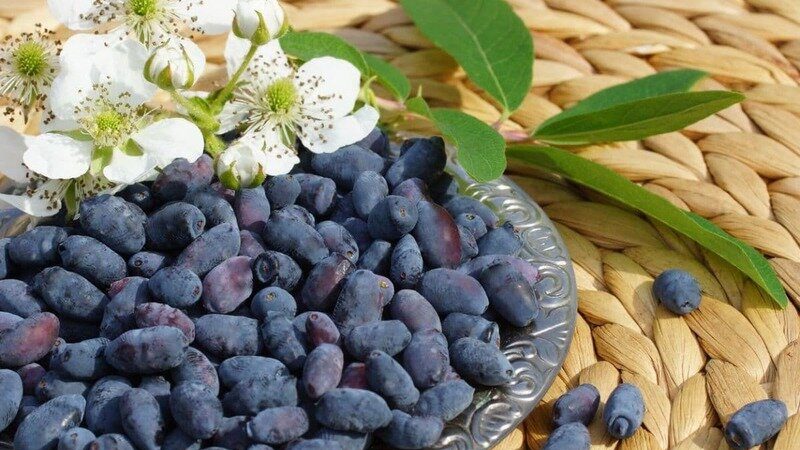 Sans prétention dans la culture variété de chèvrefeuille Blue Bird