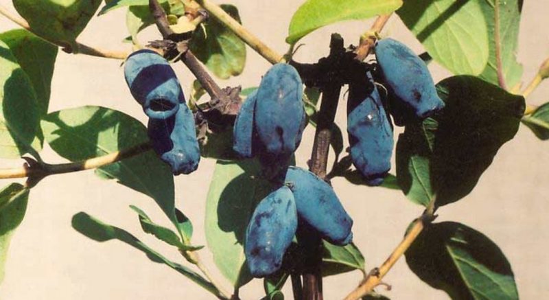 Les meilleures variétés de chèvrefeuille comestible