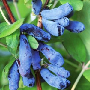 Une variété sucrée précoce de chèvrefeuille Silginka