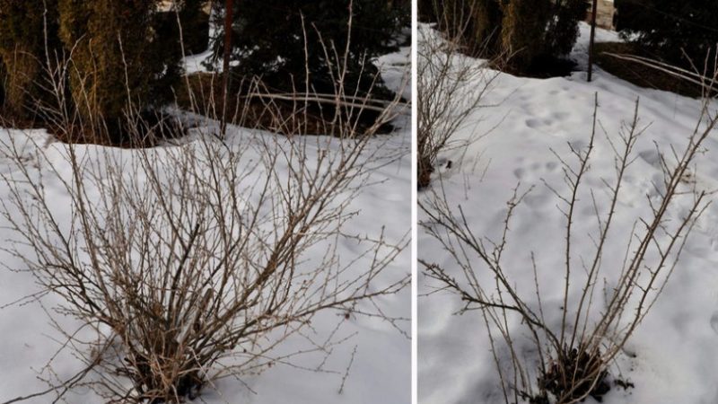 L'une des variétés de groseille à maquereau les plus sucrées - Candy