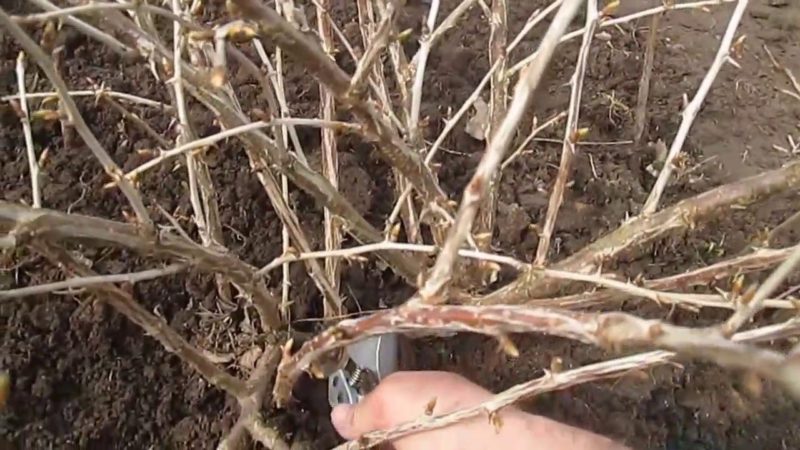 Comment tailler les groseilles au printemps pour une bonne récolte