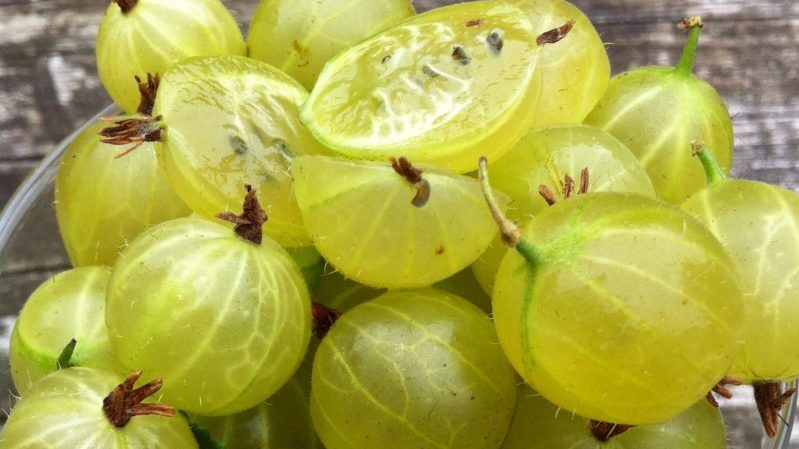 Comment planter correctement les plants de groseille à maquereau