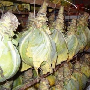 Hybride tardif à haut rendement de chou Atria F1