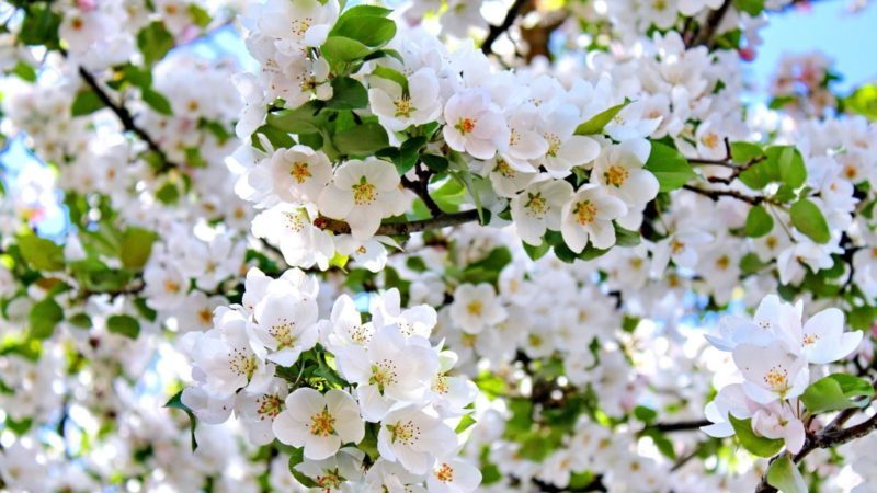 Comment, quand et comment pulvériser les pommiers au printemps contre les ravageurs et les maladies