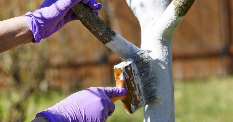 Comment, quand et comment pulvériser les pommiers au printemps contre les ravageurs et les maladies