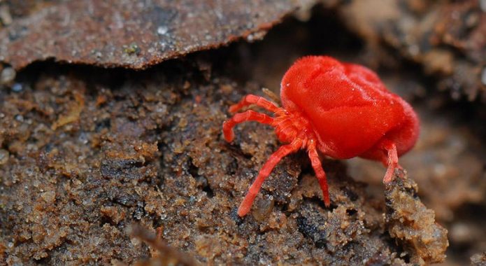 Comment, quand et comment pulvériser les pommiers au printemps contre les ravageurs et les maladies