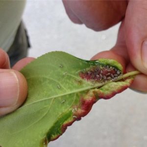 Comment, quand et comment pulvériser les pommiers au printemps contre les ravageurs et les maladies