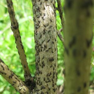 Comment, quand et comment pulvériser les pommiers au printemps contre les ravageurs et les maladies