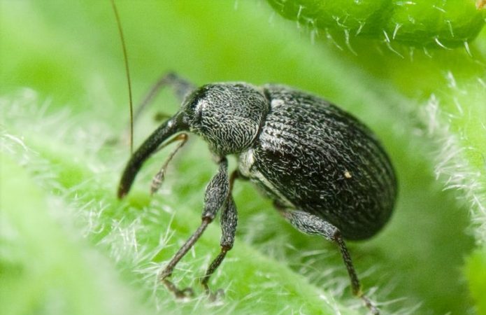 Comment, quand et comment pulvériser les pommiers au printemps contre les ravageurs et les maladies