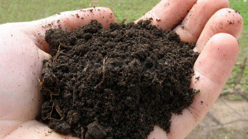 Comment et quoi nourrir la Kalina Buldenezh au printemps