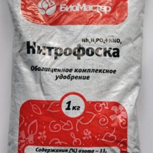 Comment et quoi nourrir la Kalina Buldenezh au printemps