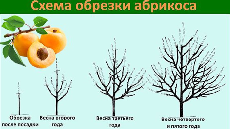 Un guide étape par étape pour les jardiniers débutants: comment tailler correctement les abricots au printemps