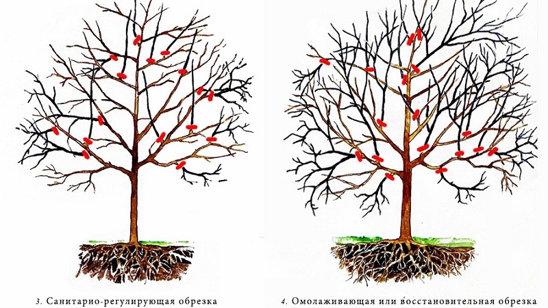 Un guide étape par étape pour les jardiniers débutants: comment tailler correctement les abricots au printemps
