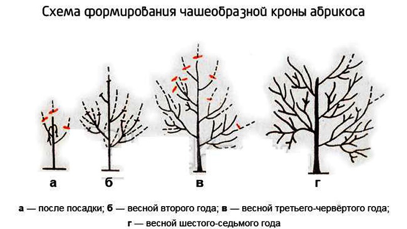 Un guide étape par étape pour les jardiniers débutants: comment tailler correctement les abricots au printemps