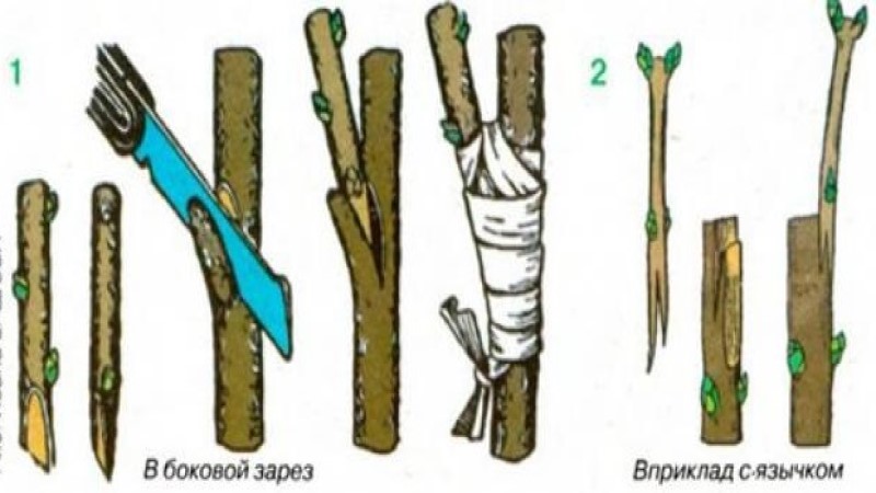 Faire pousser des groseilles sur un tronc
