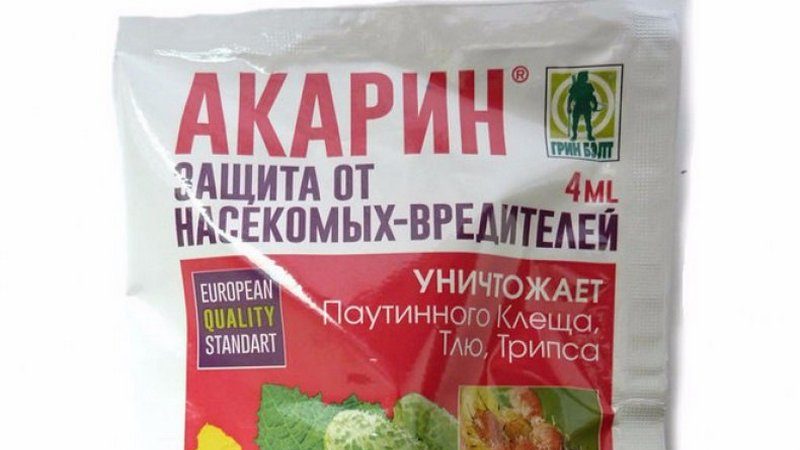 Les mesures les plus efficaces pour lutter contre les acariens du cassis au printemps