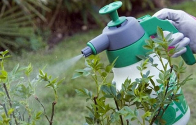 Traitement printanier du chèvrefeuille contre les ravageurs et les maladies