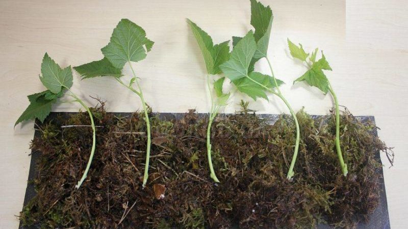 Comment propager les raisins de Corinthe au printemps par boutures pour qu'ils prennent racine