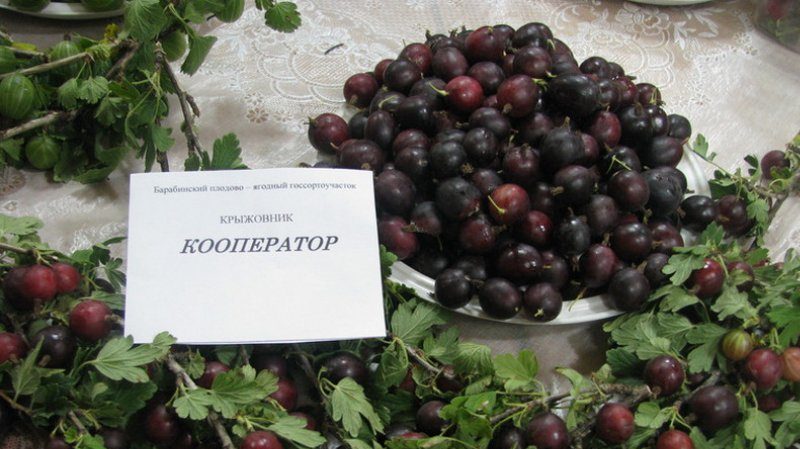 Variétés et caractéristiques de la culture de groseilles à maquereau sans épines