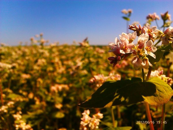 Dans quels pays le sarrasin est cultivé et aime manger, et aussi où pousse le meilleur sarrasin