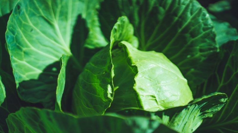 Hybride de chou mûr précoce Parel F1