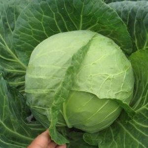 Hybride de chou mûr précoce Parel F1