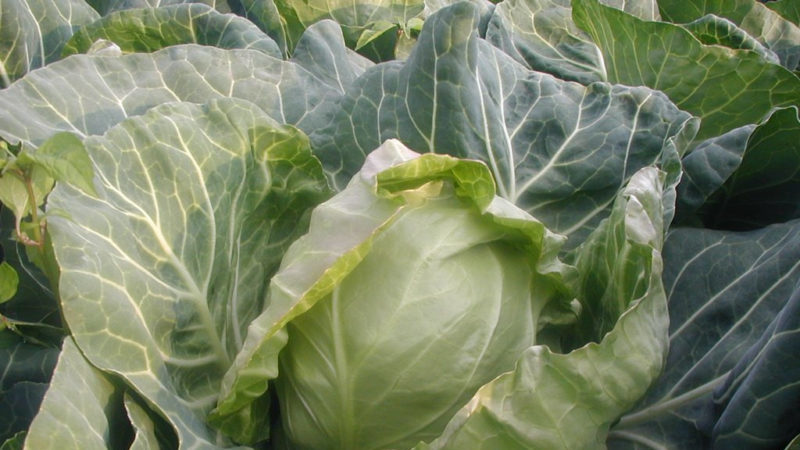 Hybride de chou mûr précoce Parel F1