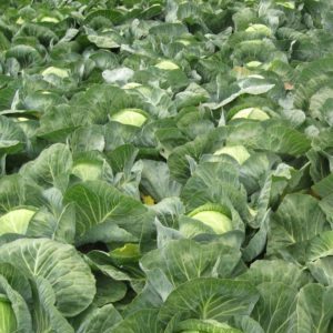 Mieux vaut nourrir le chou après la plantation dans le sol et à l'automne