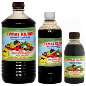 L'alimentation du chou est-elle nécessaire pour attacher les têtes