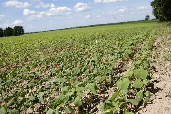 Comment semer du sarrasin dans la région de Kemerovo: timing et taux de semis optimaux