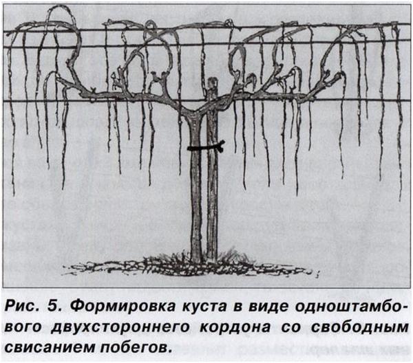 Quand et comment tailler correctement les raisins au printemps pour les débutants étape par étape: instructions et schémas