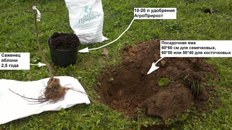 Instructions pour les jardiniers débutants: comment planter un pommier au printemps