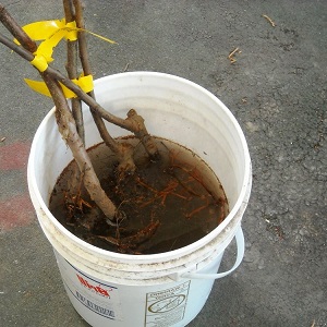 Instructions pour les jardiniers débutants: comment planter un pommier au printemps