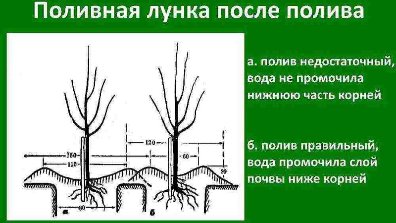 Instructions pour les jardiniers débutants: comment planter un pommier au printemps