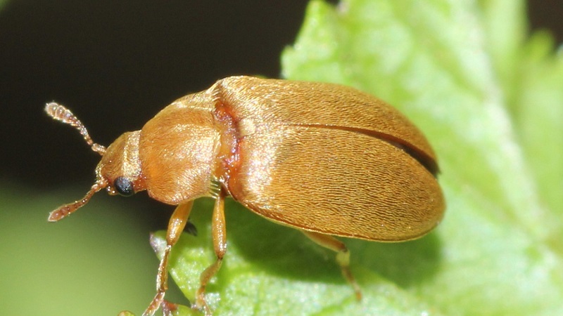 Comment traiter correctement les framboises au printemps contre les maladies et les ravageurs, quels moyens utiliser