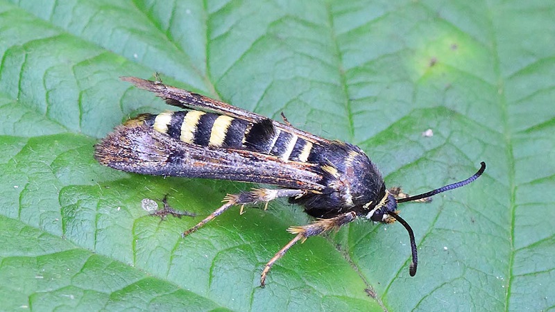 Pourquoi les feuilles de cassis se courbent et que faire avec