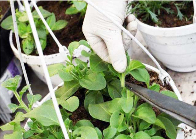 À quoi sert la taille du pétunia au milieu de l'été et comment la réaliser correctement