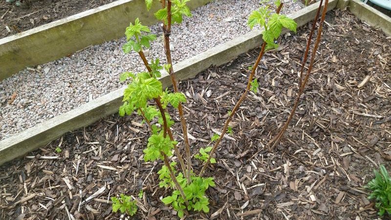 Instructions étape par étape sur la façon de planter correctement des framboises au printemps pour les jardiniers novices