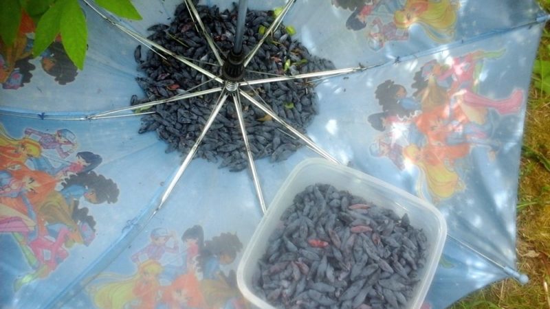 Variété de chèvrefeuille résistante au gel à haut rendement Moskovskaya 23