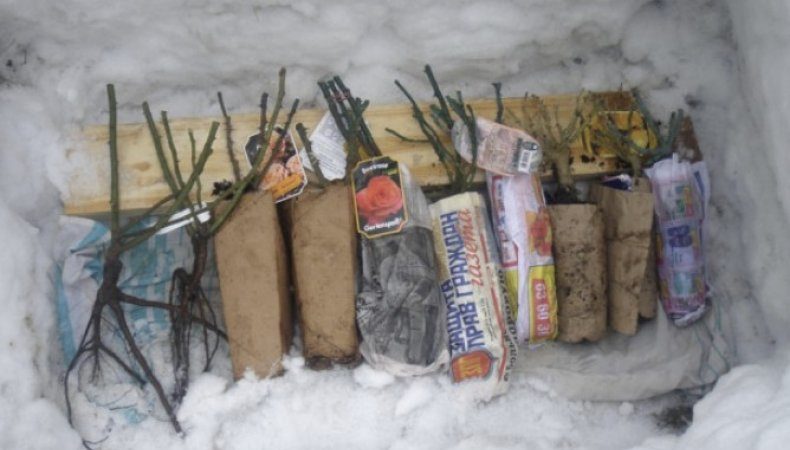 Des moyens simples de conserver les boutures de roses jusqu'au printemps et de les planter correctement